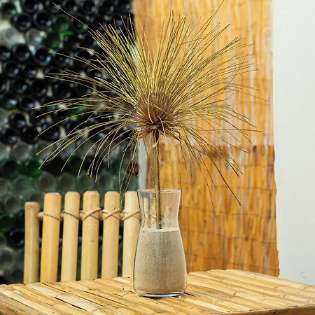 Auberge de jeunesse Eco - Tribo Da Ferrel (Leiria)
